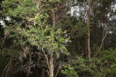Melaleuca nodosa
