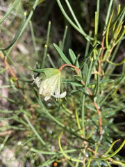 Pimelea linifolia