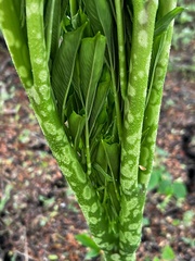 Amorphophallus paeoniifolius