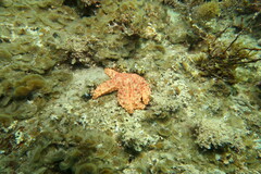 Uniophora granifera