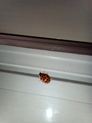 Harmonia axyridis