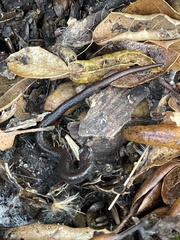 Batrachoseps nigriventris