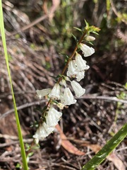 Epacris