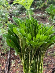 Amorphophallus paeoniifolius