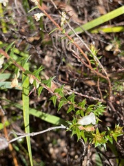 Epacris