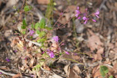 Pelargonium rodneyanum