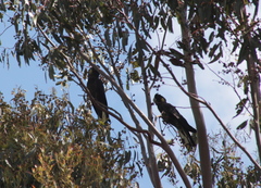 Zanda funerea funerea