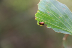 Acacia leiocalyx