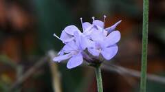 Scabiosa triandra