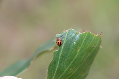 Calomela crassicornis