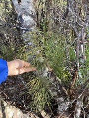 Lycopodium deuterodensum