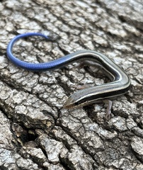 Plestiodon skiltonianus skiltonianus