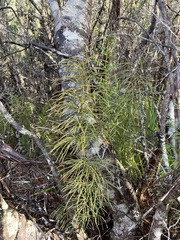 Lycopodium deuterodensum