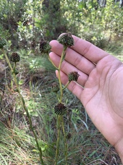 Eurybia eryngiifolia