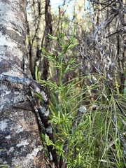 Lycopodium deuterodensum