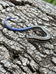 Plestiodon skiltonianus skiltonianus