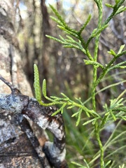 Lycopodium deuterodensum