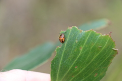 Calomela crassicornis
