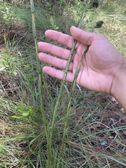 Eurybia eryngiifolia