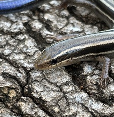 Plestiodon skiltonianus skiltonianus