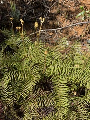 Gleichenia