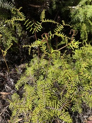 Gleichenia