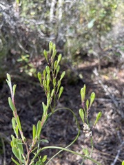 Comesperma volubile