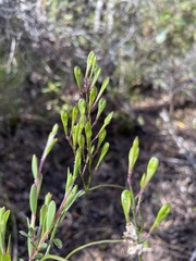 Comesperma volubile