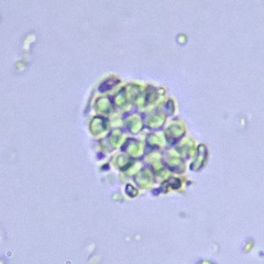 Chroococcales