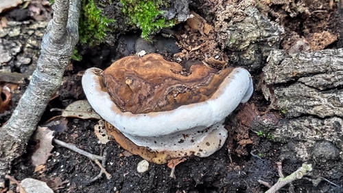 Ganoderma adspersum