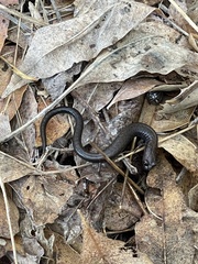 Batrachoseps nigriventris