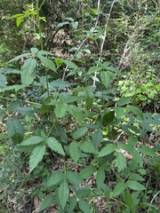 Rubus trivialis