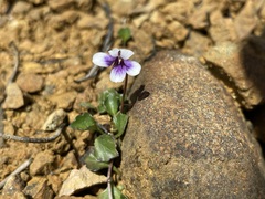 Viola serpentinicola