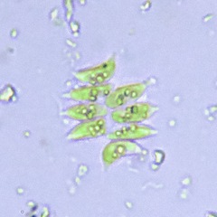 Tetradesmus dimorphus