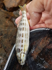 Helotes octolineatus