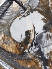 Helotes octolineatus