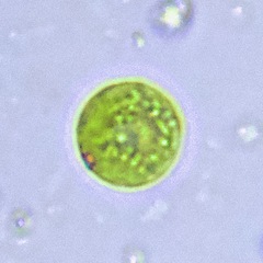 Chlamydomonadales