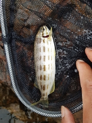 Helotes octolineatus