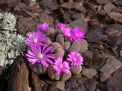 Gibbaeum dispar