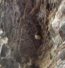 Cahuillus indioensis