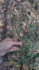 Lessingianthus rubricaulis