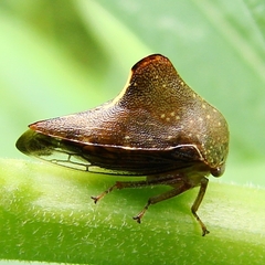 Telamona monticola