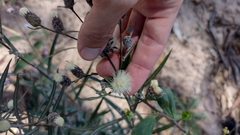Lessingianthus rubricaulis
