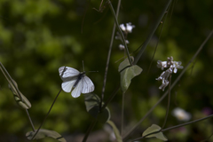 Pieris bryoniae