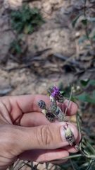 Lessingianthus rubricaulis