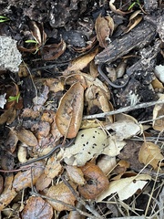 Batrachoseps nigriventris