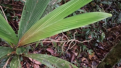 Dypsis pulchella