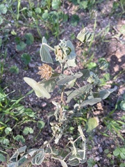 Abutilon abutiloides