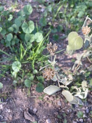 Abutilon abutiloides
