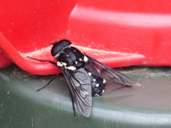 Scaptia